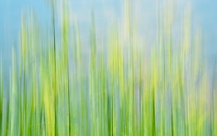 Grass,   macro,  Blurred